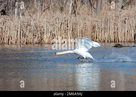 Ein stummer Schwan läuft über das Wasser und versucht, im Flug abzuheben. Stockfoto