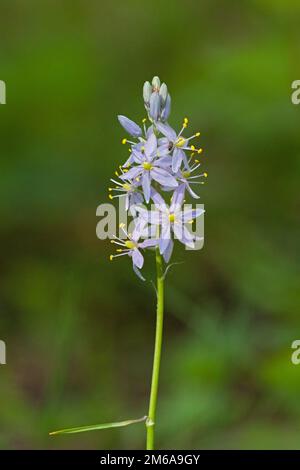 Eine lavendelfarbene Hyazinth steht allein auf dem Boden des grünen Waldbodens. Stockfoto