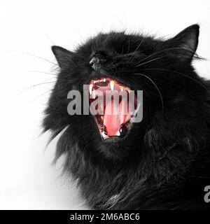 Wütende schwarze persische Katze auf weißem Hintergrund Stockfoto