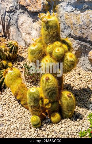 Eze, Frankreich - 1. August 2022: Exotischer Botanischer Garten Le Jardin de Exotique auf dem Burgberg in der historischen Stadt Eze an der Azure Cosast Stockfoto