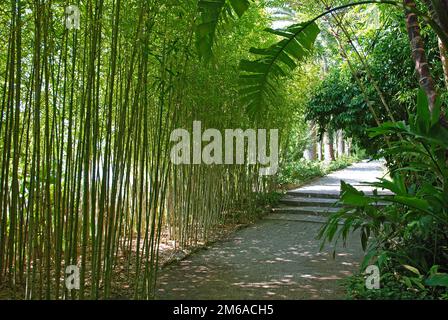 Weg durch den Bambushain im wunderschönen Garten Stockfoto