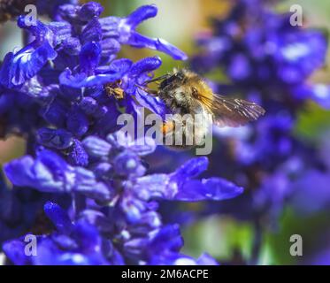 Makro einer gemeinen Carderbiene, die zu einer violetten Salbeiblüte fliegt Stockfoto