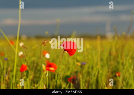 Riesige rote farbige Mohnfeld Stockfoto