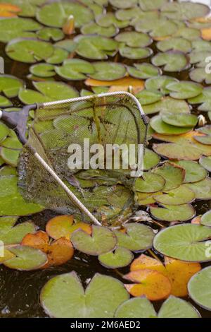 Fische Landenetze im See mit Pflanzen Stockfoto