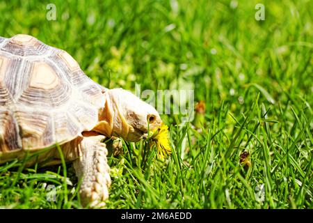 Afrikaner trieb Schildkröte (Geochelone Sulcata) im Garten Stockfoto