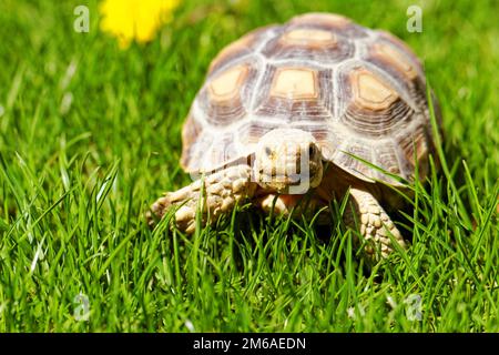 Afrikaner trieb Schildkröte (Geochelone Sulcata) im Garten Stockfoto