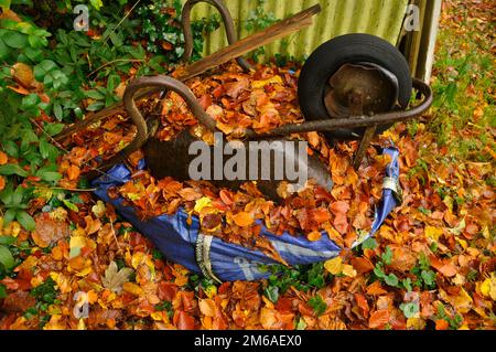 Goldene Buchenblätter bedecken eine alte Schubkarre, die in Somerset für den Winter geparkt ist. Stockfoto