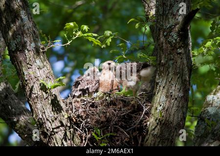 00794-00609 Red-Shoulded Hawks (Buteo lineatus), Erwachsene und Nestlinge bei Nest, Marion Co., IL Stockfoto