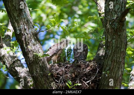 00794-00620 Red-Shoulded Hawks (Buteo lineatus), Erwachsener mit Nestlingen, Marion Co., IL Stockfoto