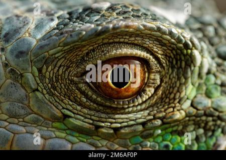 Makro eines fantastischen grünen Leguanauges Stockfoto