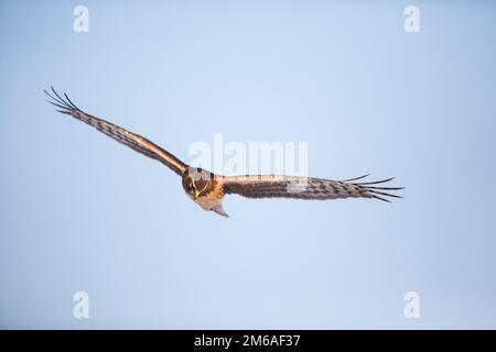 00803-01105 Northern Harrier (Circus cyaneus) weiblich im Flug, Prairie Ridge State Natural Area, Marion Co., IL Stockfoto