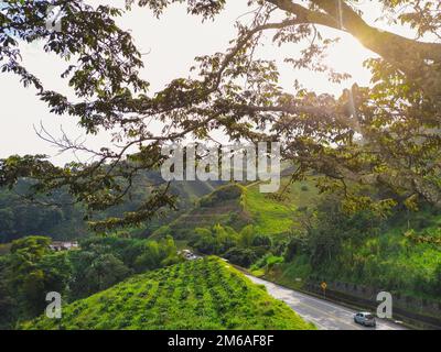 Wunderschöner Sonnenuntergang in der kolumbianischen Kaffeeregion. La Romelia-El Pollo Variante, Straße, die durch die Berge führt. Stockfoto