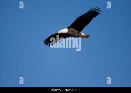 00807-035,05 Weißkopfseeadler (Haliaeetus leucocephalus) im Flug über den Mississippi River, Alton, IL Stockfoto