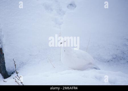 00839-00219 Willow ptarmigan (Lagopus lagopus) Churchill MB Stockfoto