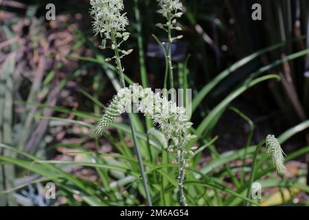 Blühende Stiele trächtiger Zwiebelpflanzen mit weißen und hellgrünen Blüten und Knospen Stockfoto