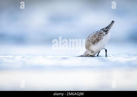 Ein selektiver Fokus auf einen dreizehigen Sandpipervogel, der am Strand nach Essen sucht Stockfoto