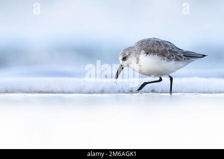 Ein selektiver Fokus auf einen dreizehigen Sandpipervogel, der am Strand nach Essen sucht Stockfoto