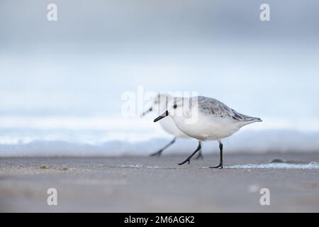 Ein selektiver Fokus auf drei-Zehen-Sandpipervögel, die am Strand nach Nahrung suchen Stockfoto