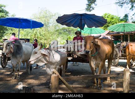 Mae Rim District, Chiang Mai, Thailand. 13. November 2022: Traditionelle Ochsenkutschtour im Mae Sa Elephant Camp Nord-Thailand Stockfoto