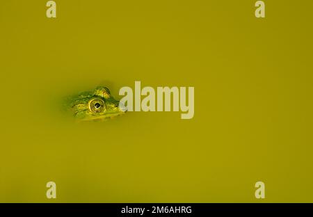 Indische Teich Frosch Stockfoto