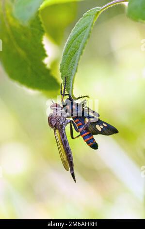 Robberfly Stockfoto