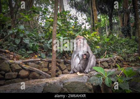 Langschwanzmakaken (Macaca fascicularis) im Heiligen Affenwald, Bali Ubud Stockfoto