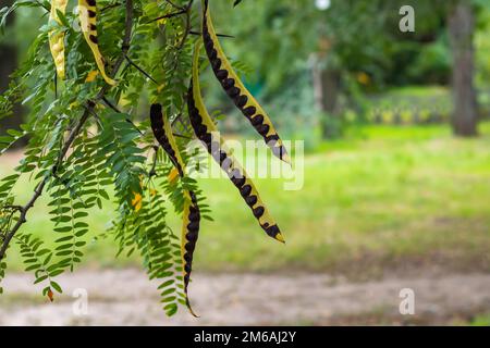 Trockene braune Samenschoten und grüne Akazienblätter Stockfoto