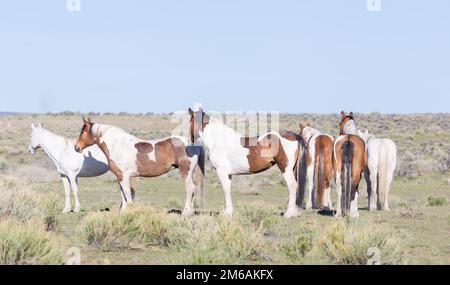 Ranchpferde stehen auf dem Feld. Stockfoto