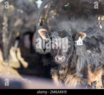 Schwarzes Kalb in Kuhherde. Stockfoto