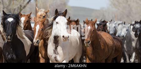 Ranchpferde laufen die Straße von Maybell entlang. Stockfoto