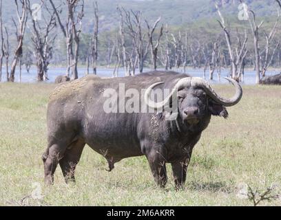 Ein Bullenbüffel steht neben dem See. Stockfoto