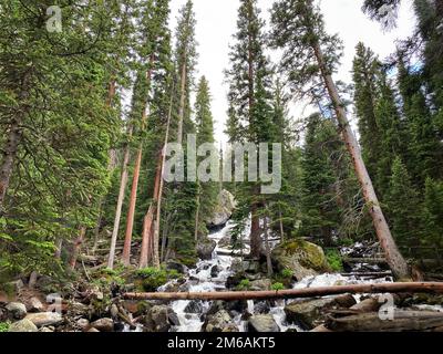 Der Bergfluss fließt durch Bäume. Stockfoto