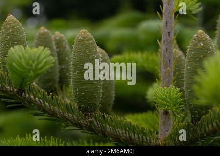 Mehrere Kiefernzapfen auf Evergreen Nordmann-Tannen mit grauem Himmel-Hintergrund Stockfoto
