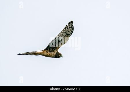 Seitenansicht einer nördlichen Weihe, die gegen einen leeren Himmel fliegt Stockfoto