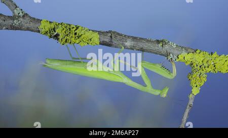 Nahaufnahme Porträt der grünen Gottesanbeterin hängt unter Baum Zweig auf grünem Gras und blauen Himmel Hintergrund. Europäische Mantis (Mantis religiosa) Stockfoto