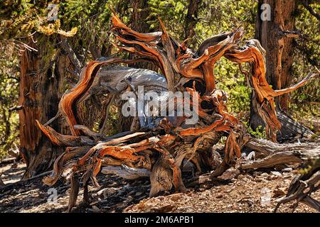 Knorriger Baumstamm, verwittertes Holz, farbige Strukturen, große Becken-Borstenkiefer (Pinus longaeva), Schutzgebiet antikes Bristlecone Kiefer Stockfoto