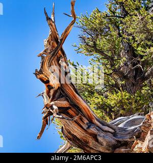 Knorriger Baumstamm, verwittertes Holz, farbige Strukturen, große Becken-Borstenkiefer (Pinus longaeva), Schutzgebiet antikes Bristlecone Kiefer Stockfoto