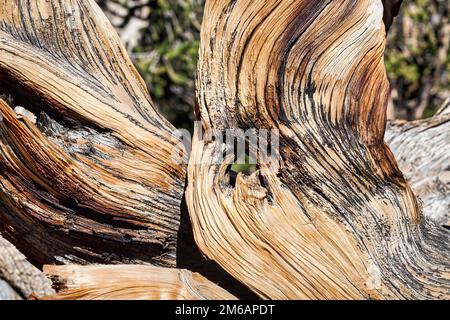 Knorriger Baumstamm, verwittertes Holz mit Löchern, farbige Strukturen, große Becken-Borstenkiefer (Pinus longaeva), Schutzgebiet antikes Bristlecone Stockfoto