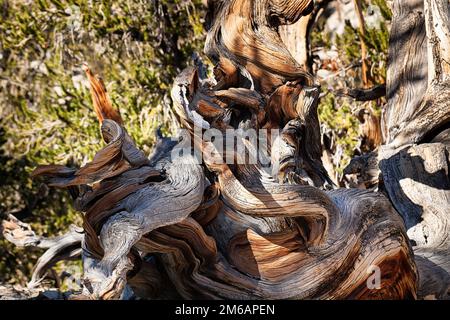 Knorpeliges großes Becken Bristlecone Kiefer (Pinus longaeva), altes, verwittertes Holz, farbige Strukturen, Schutzgebiet des alten Bristlecone Kiefernwaldes Stockfoto