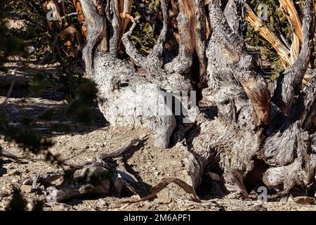 Knorriger Baumstamm, Bauten, große Becken-Borstenkiefer (Pinus longaeva), verwittertes Holz, Schutzgebiet antiker Bristlecone-Pinienwald, Weiß Stockfoto