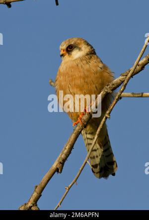 Der Rotfußfalke. Stockfoto