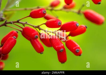 Barberry, Berberis vulgaris, Zweig mit natürlichen frischen, reifen roten Beeren. Rote reife Beeren und farbenfrohe rote und gelbe Blätter auf Berberis br Stockfoto