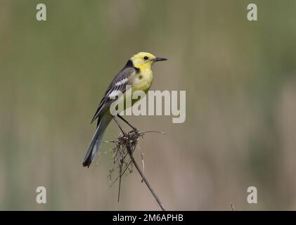 Männlicher Citrine Wagtail sitzt auf einem Ast. Stockfoto