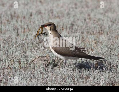 Schwarzflügelpflaume (Glareola nordmanni) -2. Stockfoto