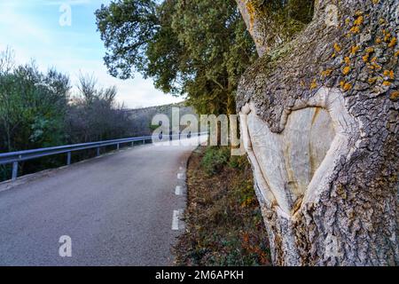 Herz, das sich in der Rinde eines Baumstamms am Straßenrand gebildet hat. Stockfoto
