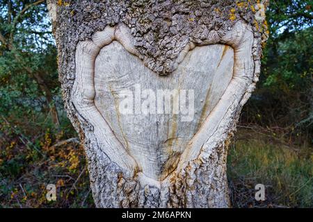 Herz, das sich in der Rinde eines Baumstamms am Straßenrand gebildet hat. Stockfoto