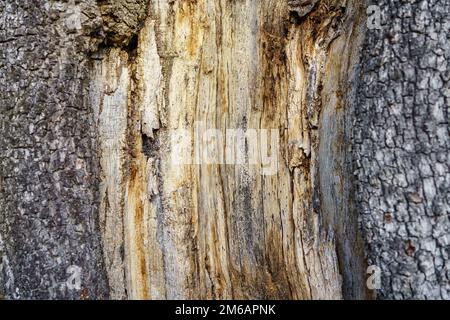 Textur eines sehr alten Baumstamms mit Holz, das im Laufe der Zeit zerknittert wurde. Stockfoto