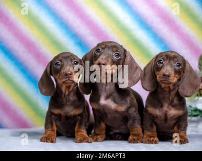 Drei Schokoladen-Dackel-Welpen-Nahaufnahmen-Porträt Stockfoto