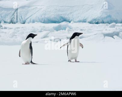 Ein Paar Adelie-Pinguine auf einer Eisscholle. Stockfoto