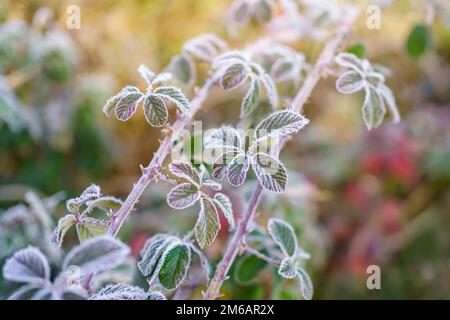 Makroaufnahme von Grasblättern, bedeckt mit Eiskristallen mit Rimetextur. Stockfoto